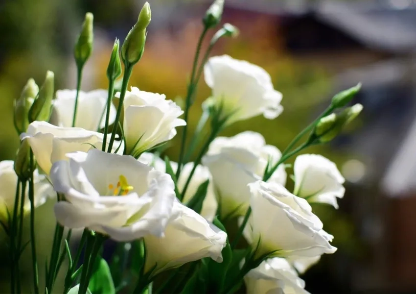 Mẹo hoa cát tường chăm sóc để hoa nở rực rỡ lâu dài