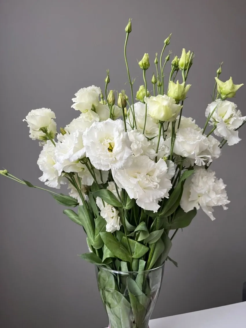 Tìm hoa cát tường bán ở đâu uy tín gần bạn nhanh chóng