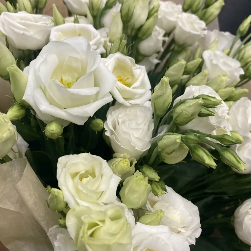 Chọn hoa cát tường mua giống chuẩn đảm bảo nở đúng mùa