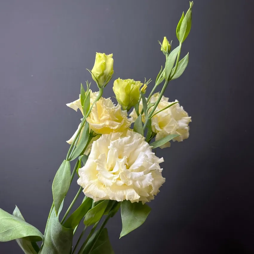 Hoa cát tường VĐL đẹp lãng tạo điểm nhấn sang trọng cho căn phòng