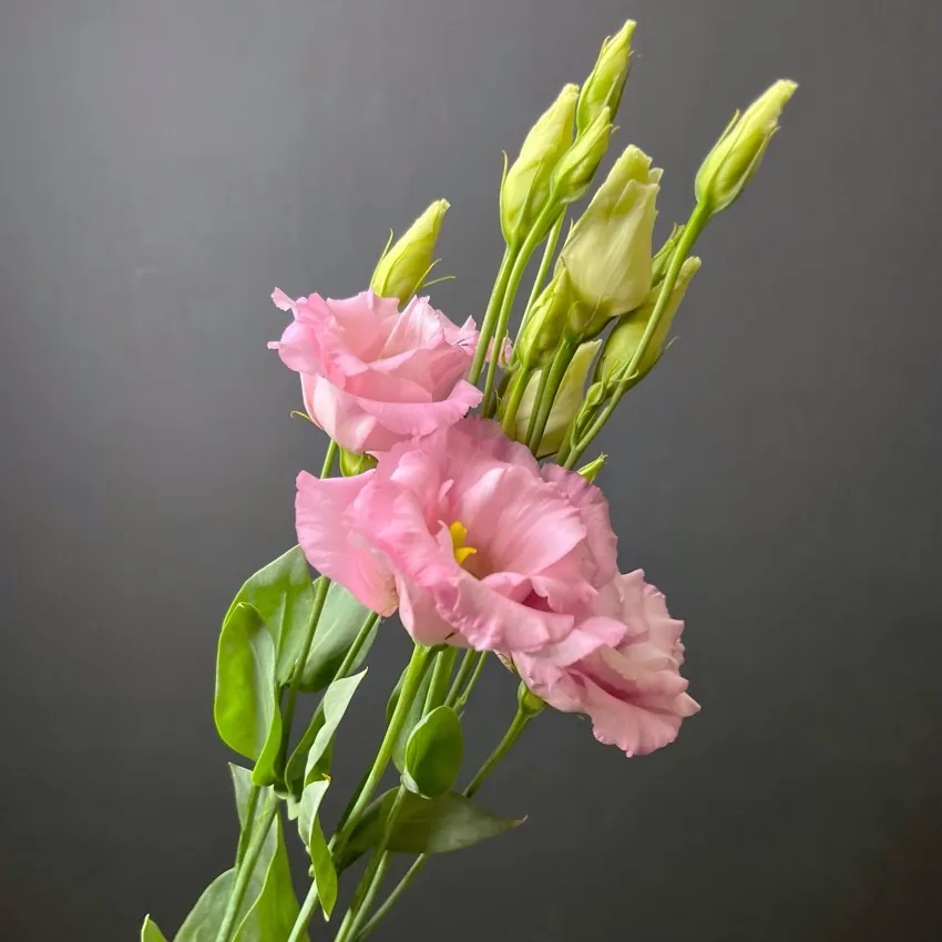 Hoa cát tường hồng ngọt ngào thể hiện tình yêu và sự dịu dàng