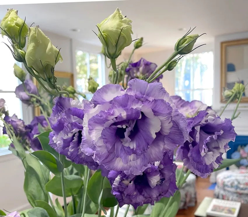 Hoa cát tường tím dịu dàng tô điểm không gian sống hiện đại