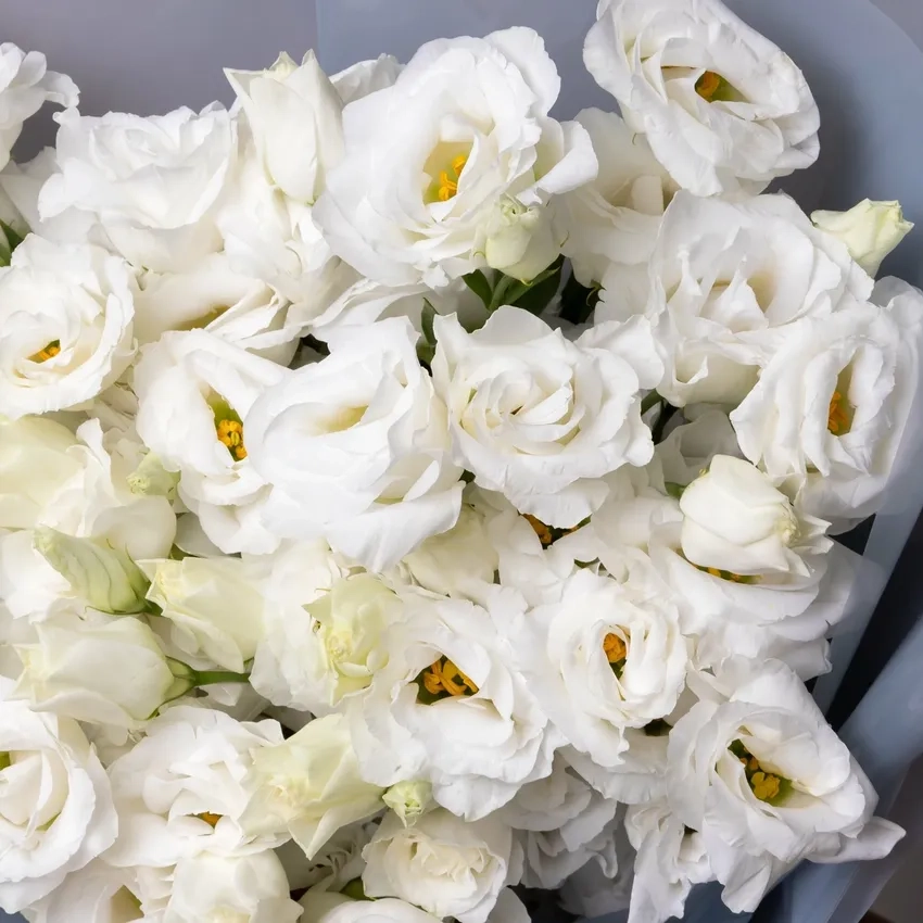 Mua hoa cát tường online nhanh chóng nhận hoa tại nhà