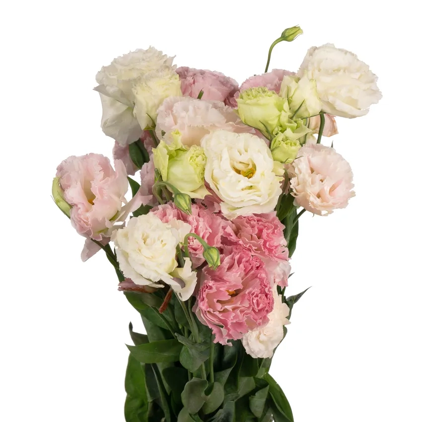 Hoa cát tường ý nghĩa mang may mắn và hạnh phúc trọn vẹn