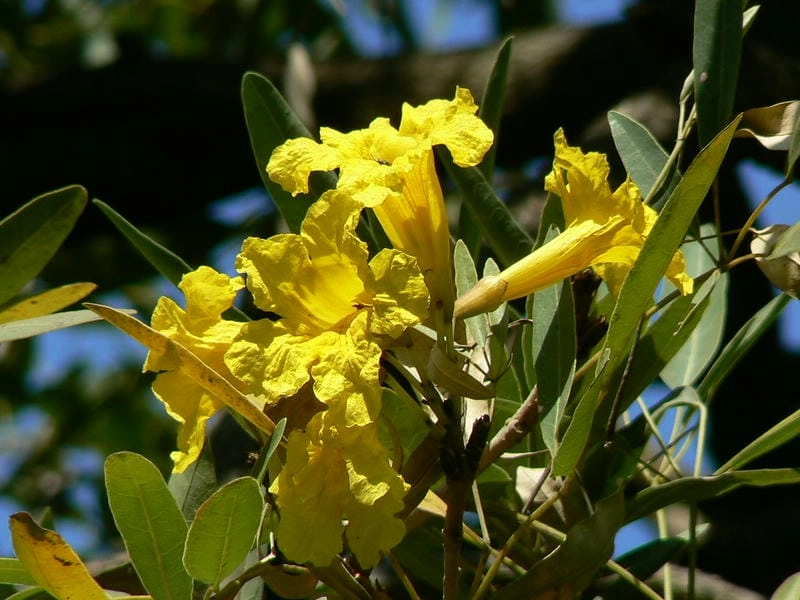 Ảnh hoa chuông vàng lung linh như ánh bình minh