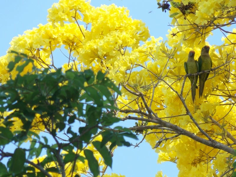 Hoa chuông vàng đẹp nổi bật giữa muôn loài hoa