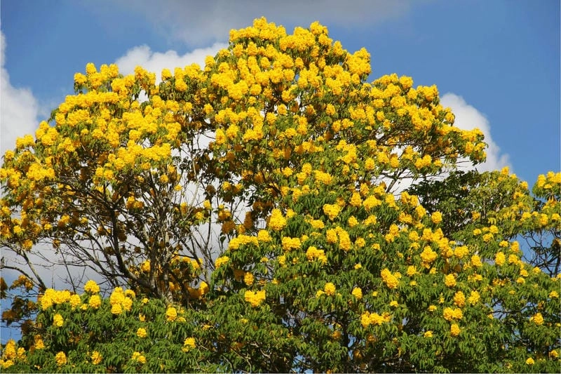 Hoa chuông vàng hình nền làm sáng bừng màn hình