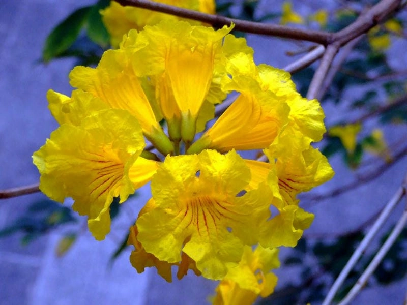 Hoa chuông vàng độc đáo tạo ấn tượng khó quên