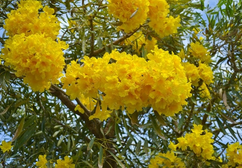 Hoa chuông vàng lãng mạn như giai điệu êm dịu