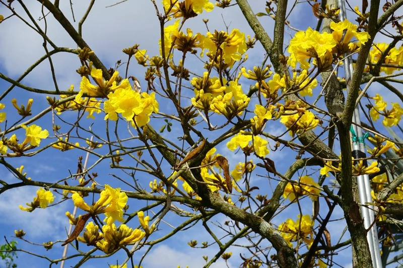 Hoa chuông vàng buồn gợi cảm xúc sâu lắng trong tim