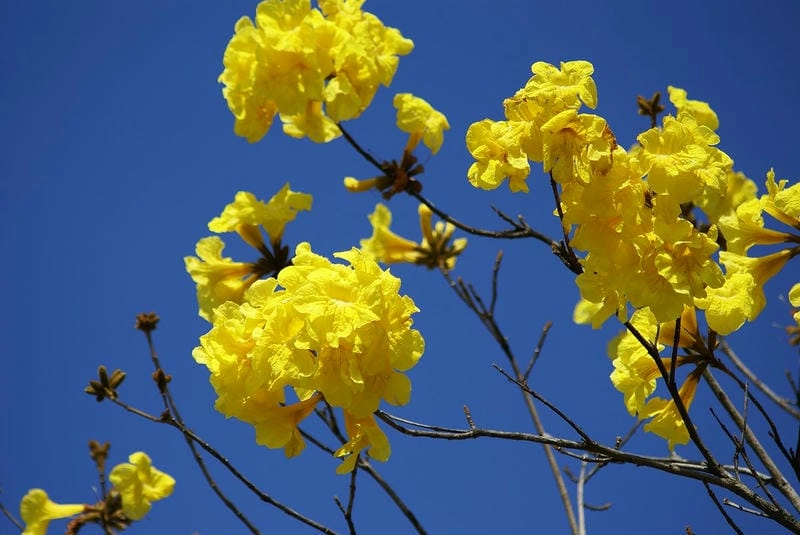 Hoa chuông vàng mới nhất tươi sáng theo xu hướng