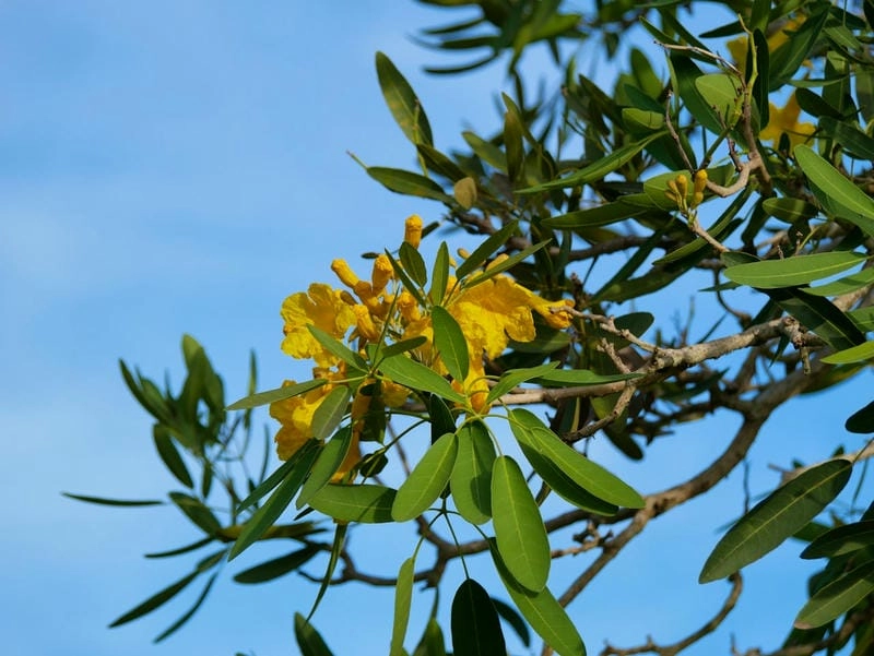 Hoa chuông vàng chất lượng giữ trọn màu sắc tươi đẹp