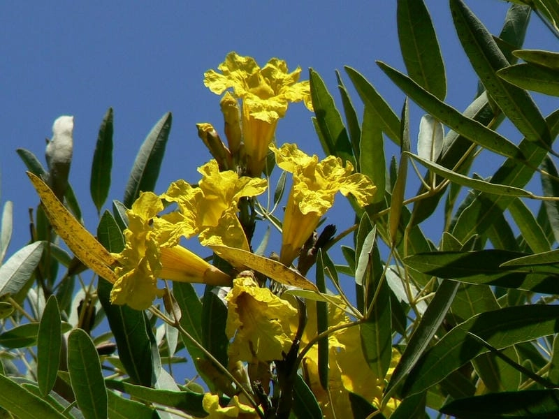 Hoa chuông vàng rực rỡ như khoảnh khắc bình minh