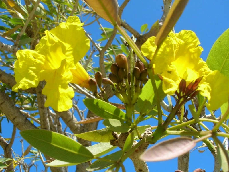 Hoa chuông vàng nghệ thuật tỏa sáng vẻ đẹp riêng