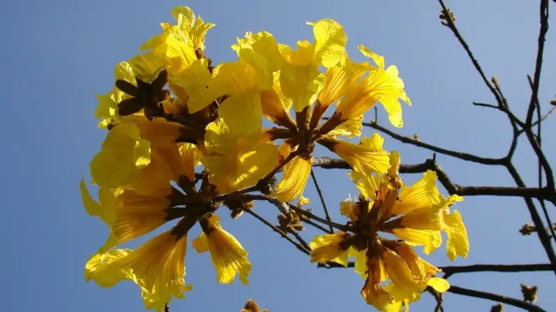 Hoa chuông vàng 4K sắc nét từng chi tiết nhỏ xinh