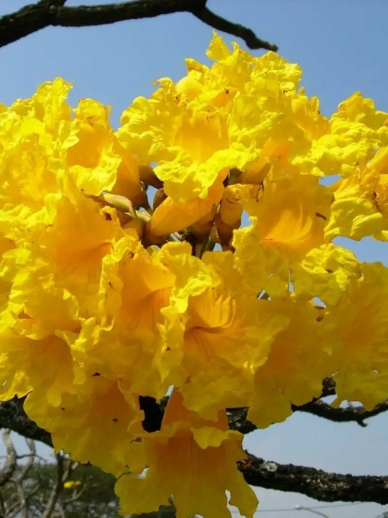 Hoa chuông vàng Full HD sống động đầy cuốn hút