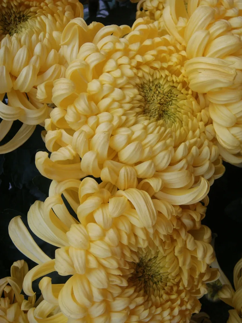 Sắc vàng rực rỡ của Hoa Cúc Đại Đóa vàng nổi bật