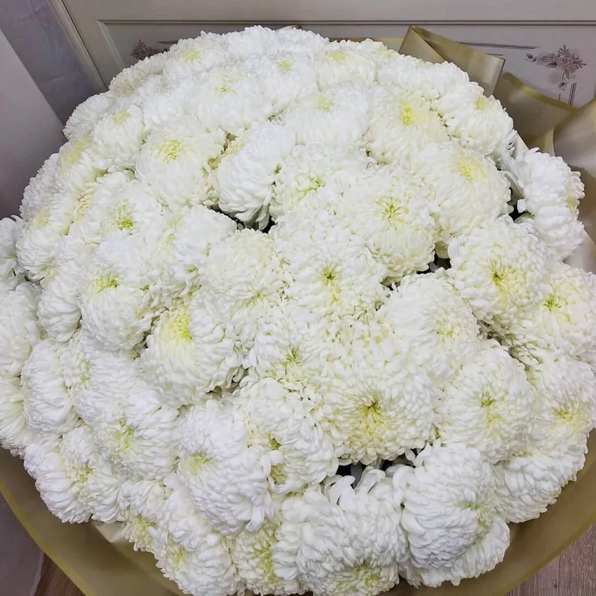 Tậu ngay Hoa Cúc Đại Đóa giá rẻ cho mùa lễ hội