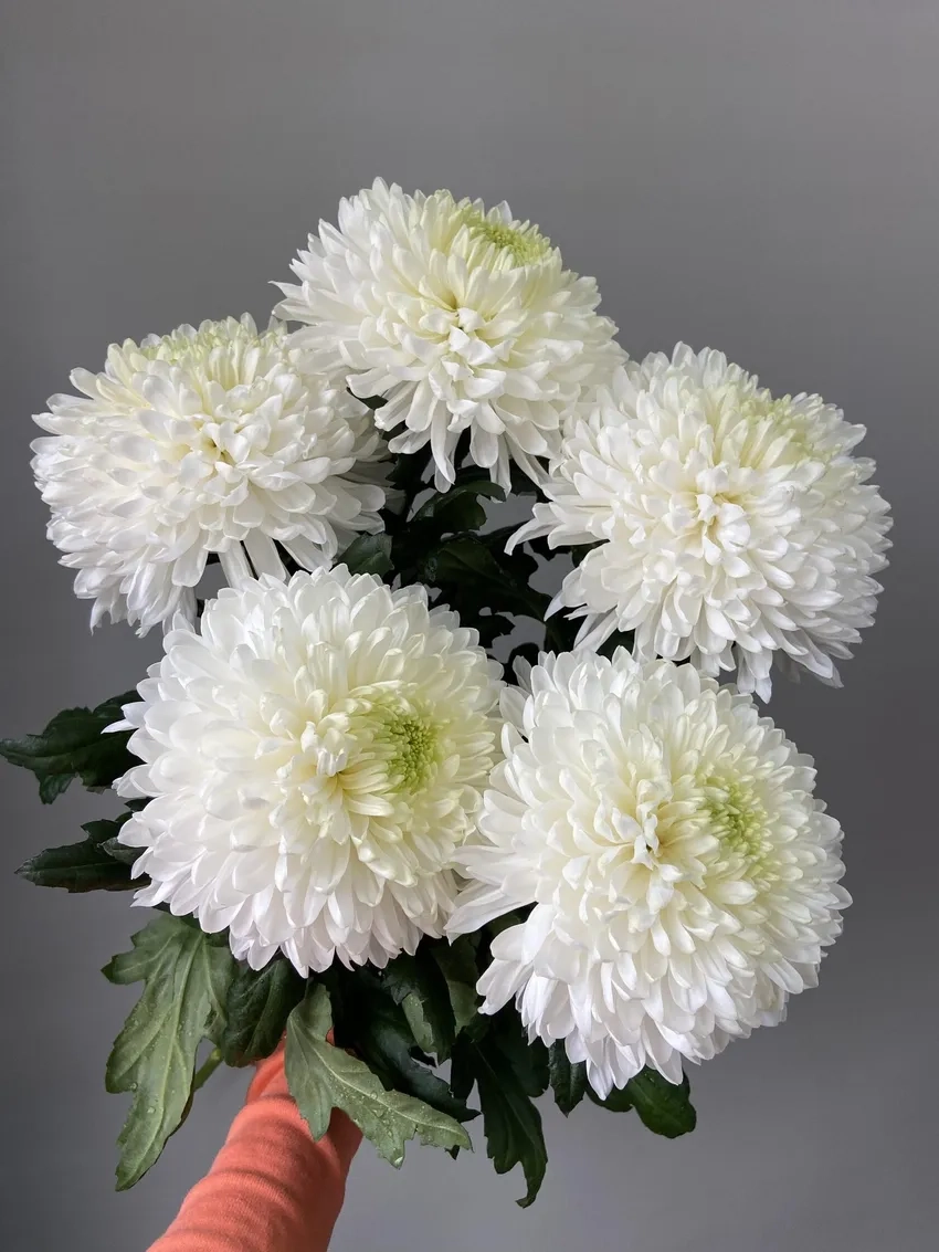 Thêm phong cách với Hoa Cúc Đại Đóa bonsai xinh xắn