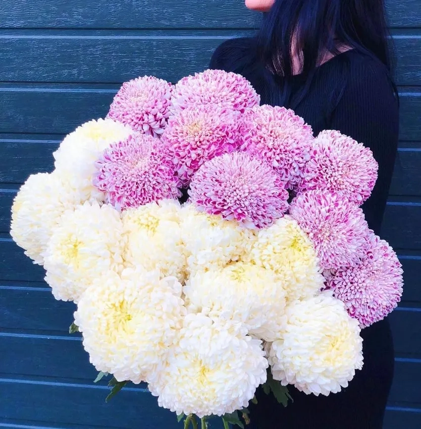 Hoa Cúc Đại Đóa mini dễ trồng, xinh xắn mọi góc nhà