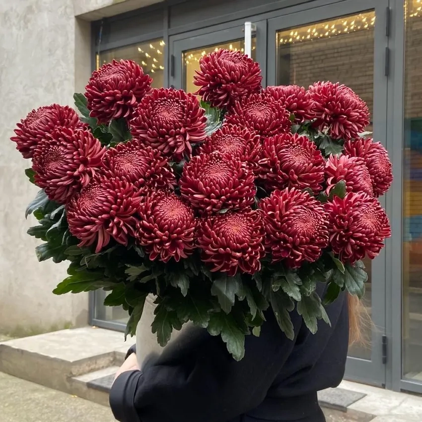 Hướng dẫn Hoa Cúc Đại Đóa trồng nhanh nở đẹp