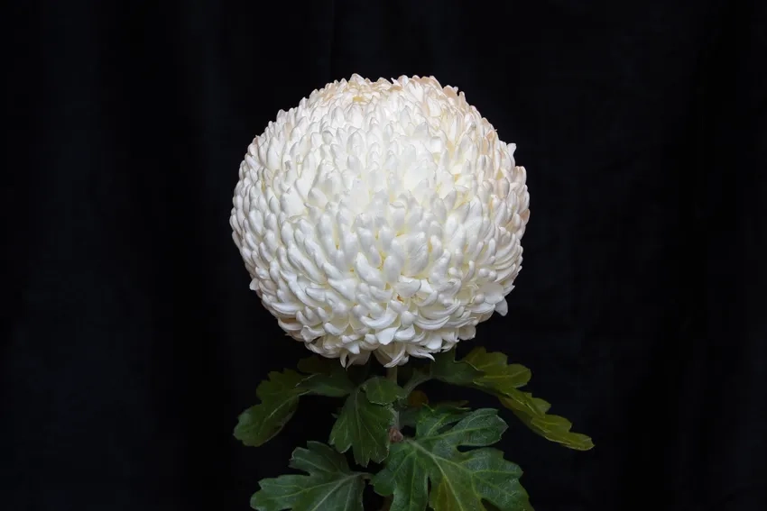 Hoa Cúc Đại Đóa ý nghĩa mang niềm vui và hạnh phúc