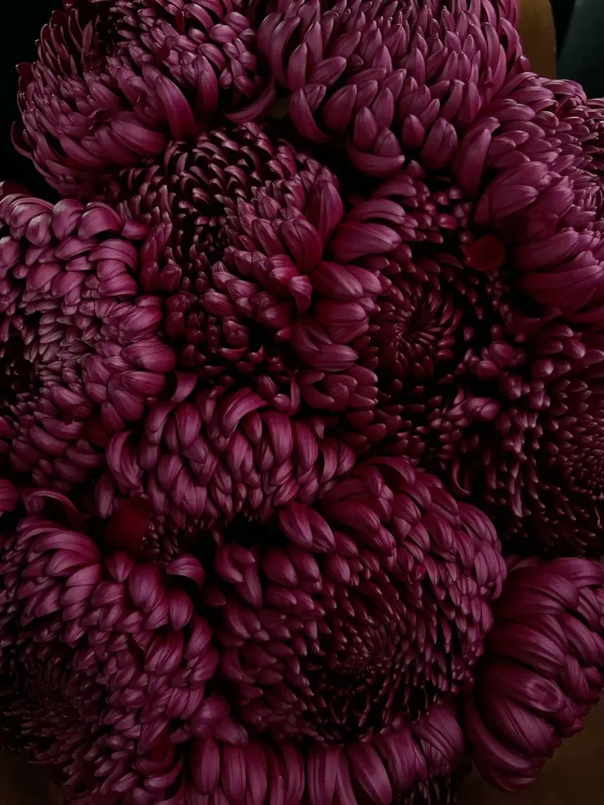 Hoa Cúc Đại Đóa trang trí tết thêm rực rỡ và sinh động