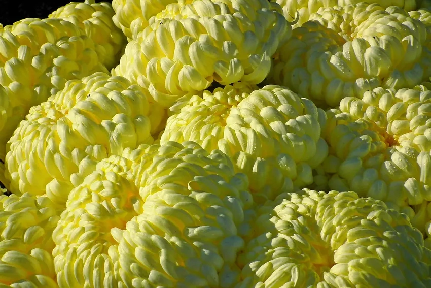 Sở hữu Hoa Cúc Đại Đóa cao cấp cho không gian sang trọng