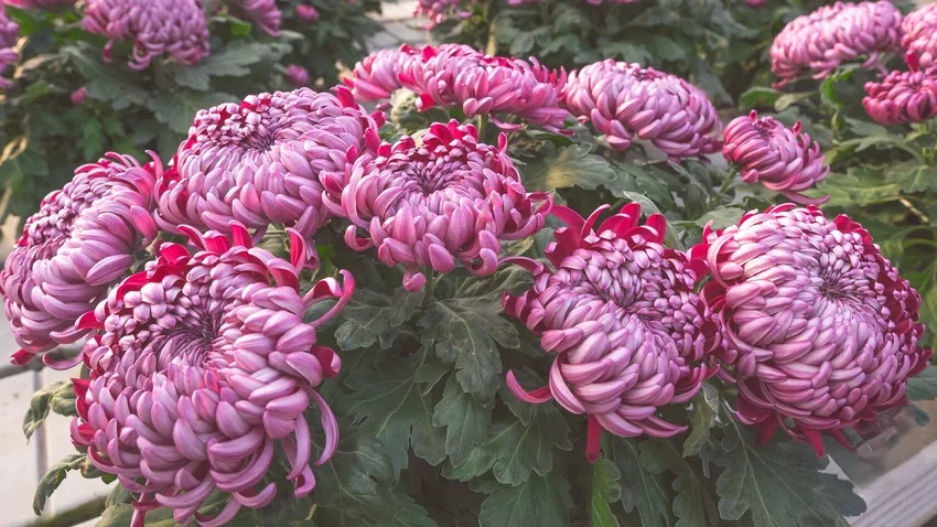 Hoa Cúc Đại Đóa chậu lớn làm điểm nhấn cho ngôi nhà