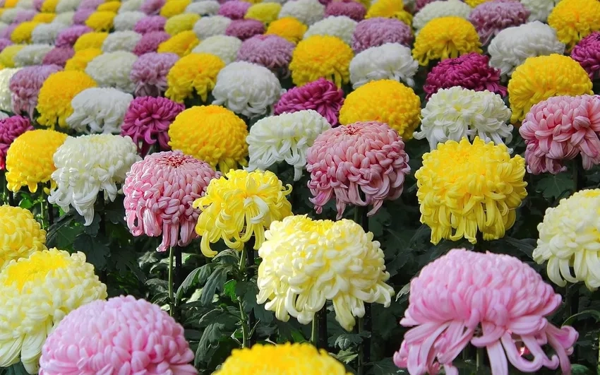 Tìm hiểu Hoa Cúc Đại Đóa mua ở đâu uy tín chất lượng