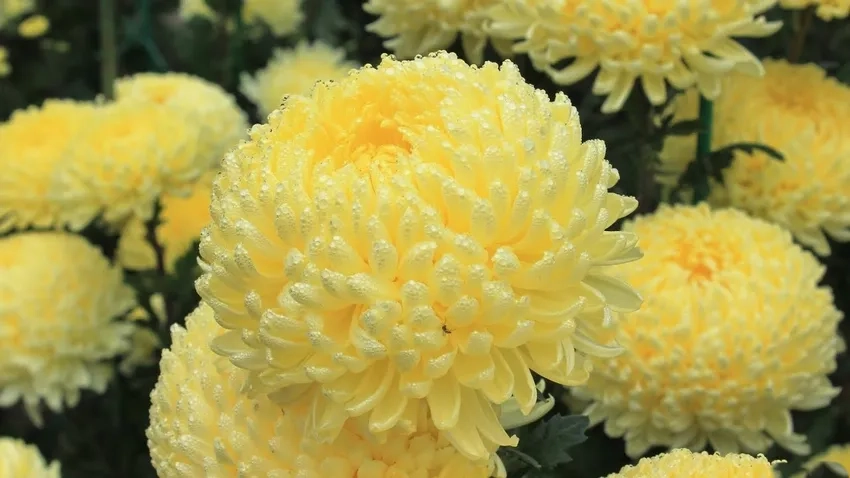 Sắc Hoa Cúc Đại Đóa rực rỡ thắp sáng không gian sống