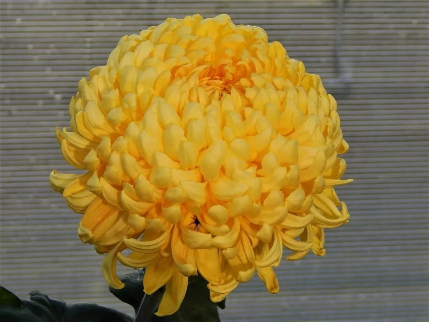 Ngắm vẻ rực rỡ của Hoa Cúc Đại Đóa đẹp giữa xuân