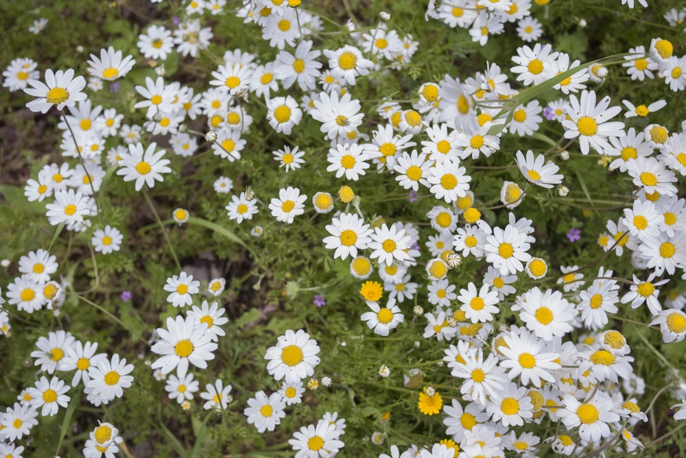 Hoa cúc họa mi tỏa sắc trắng tinh khôi nhẹ nhàng