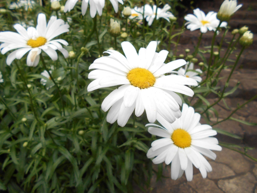 Hoa cúc họa mi 4K sắc nét từng chi tiết nhỏ xinh