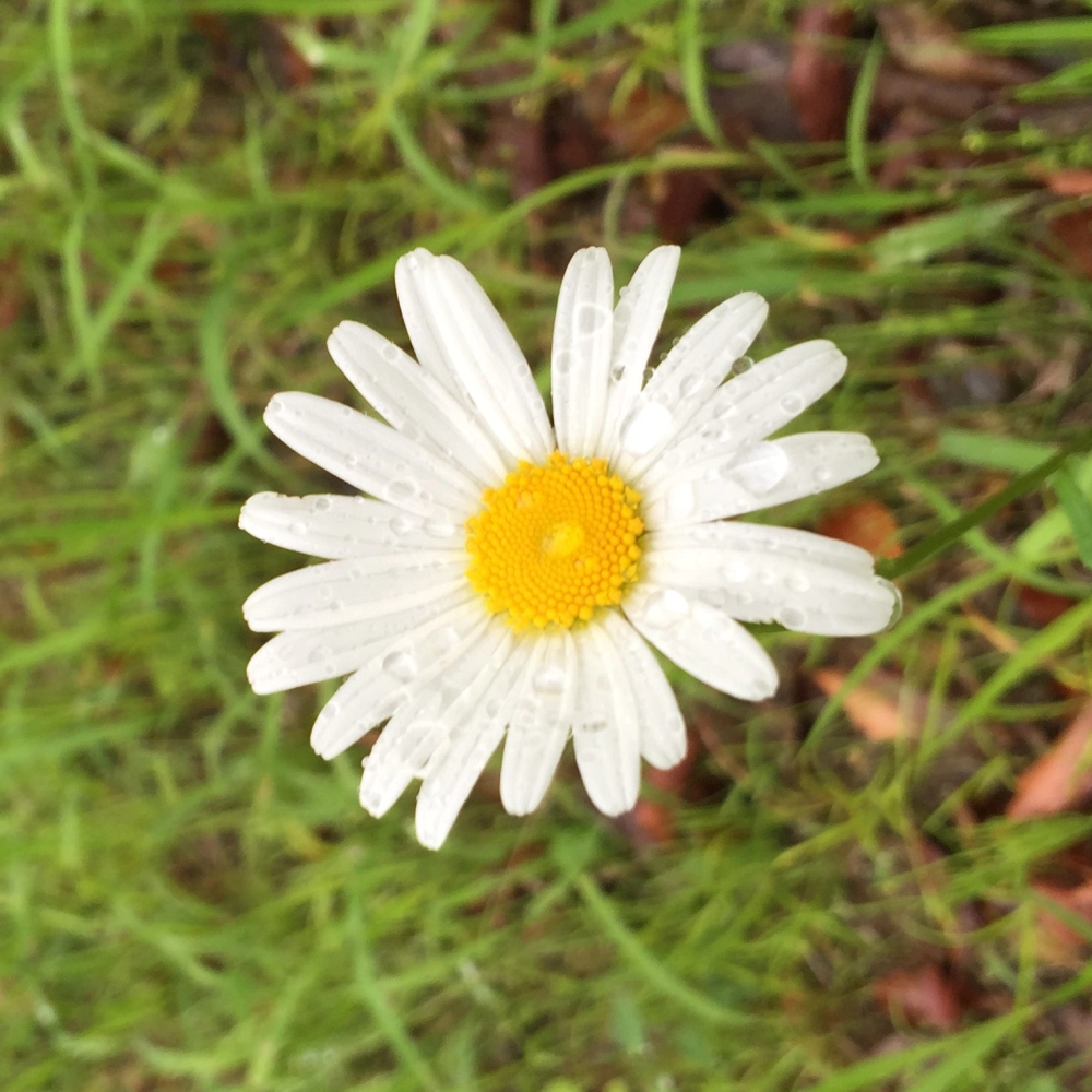 Hoa cúc họa mi Full HD sống động đầy cuốn hút