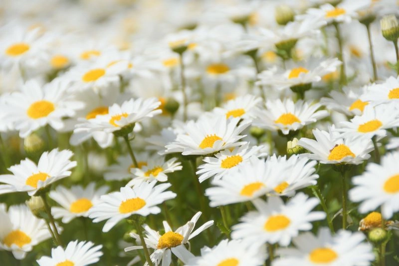 Hoa cúc họa mi buồn gợi nỗi nhớ man mác trong lòng