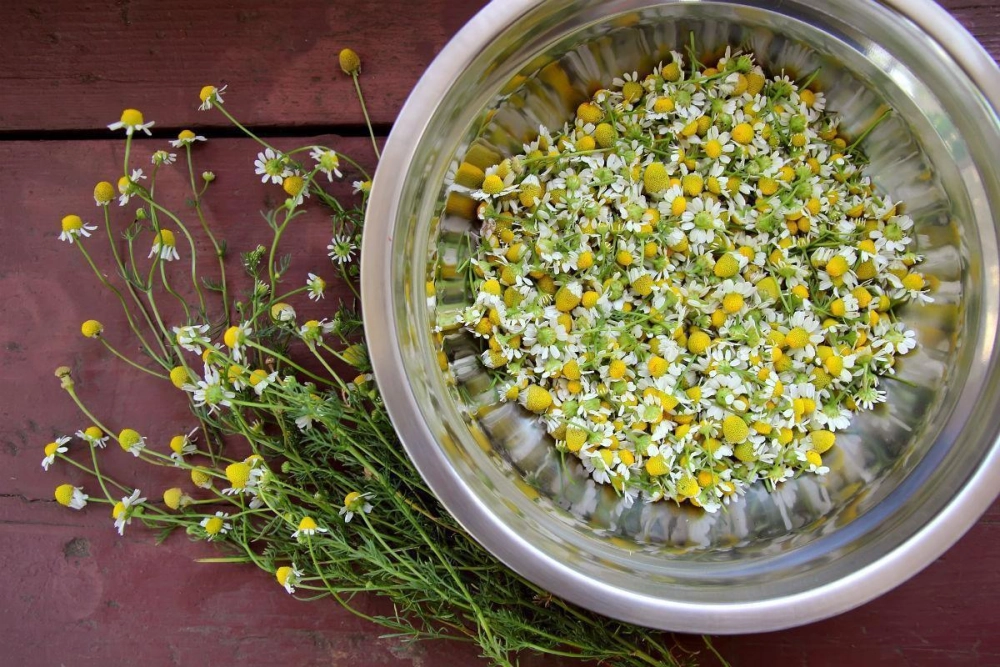 Hoa cúc họa mi mới nhất tươi sáng theo xu hướng