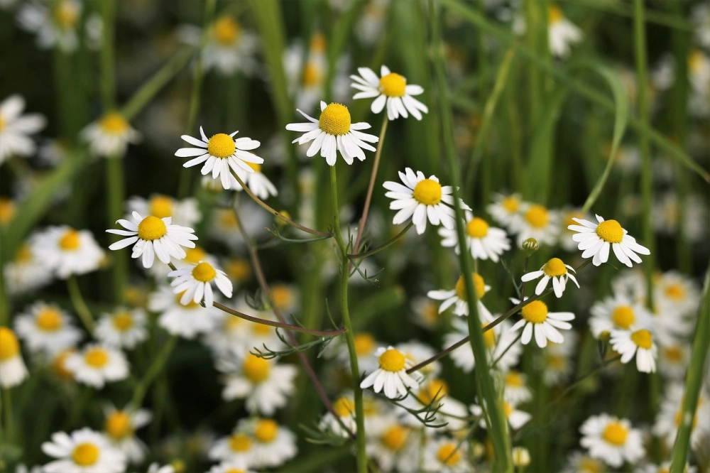 Hoa cúc họa mi rực rỡ nổi bật giữa nắng mai nhẹ