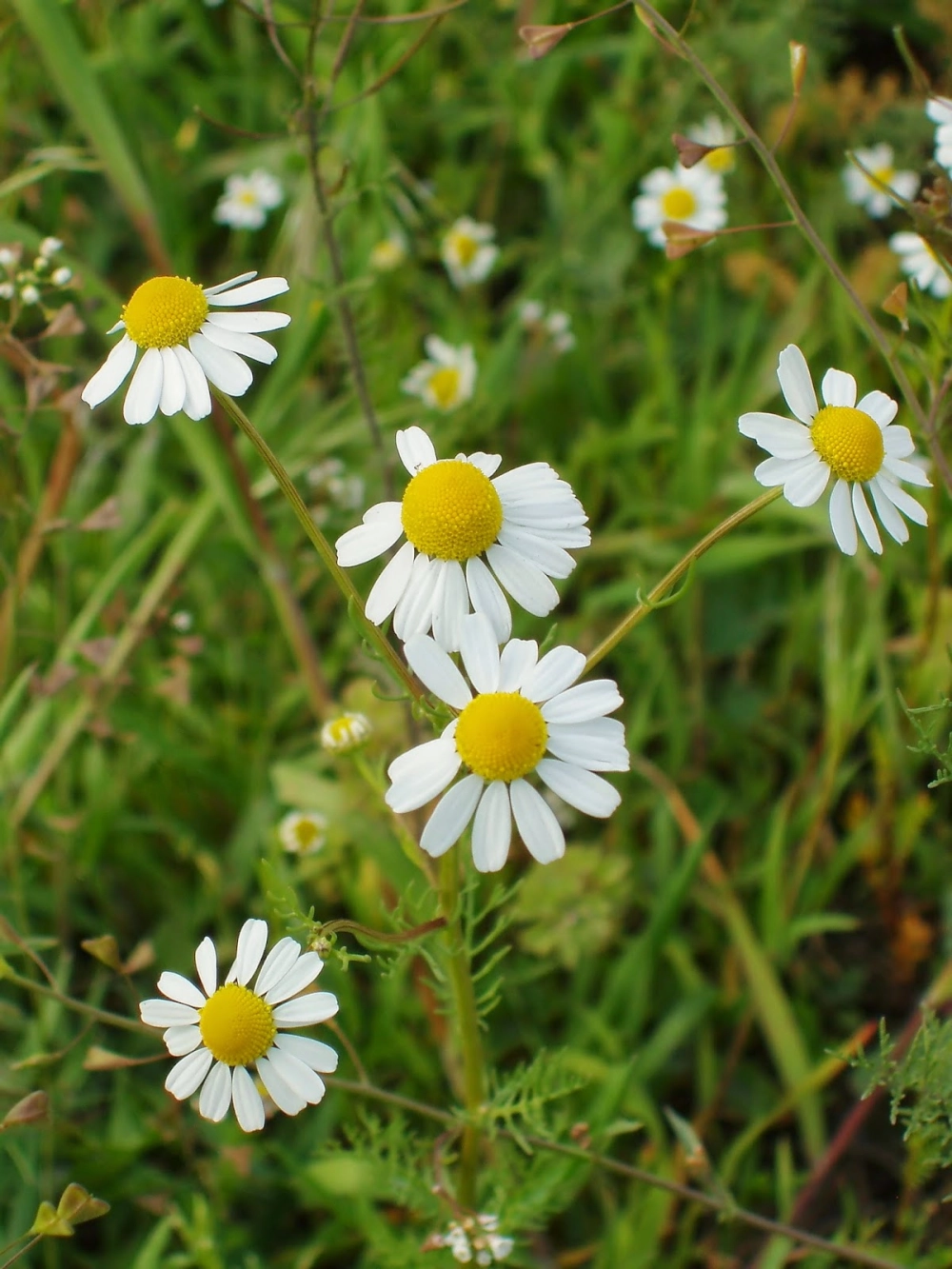 Hoa cúc họa mi đẹp rực rỡ giữa muôn loài hoa