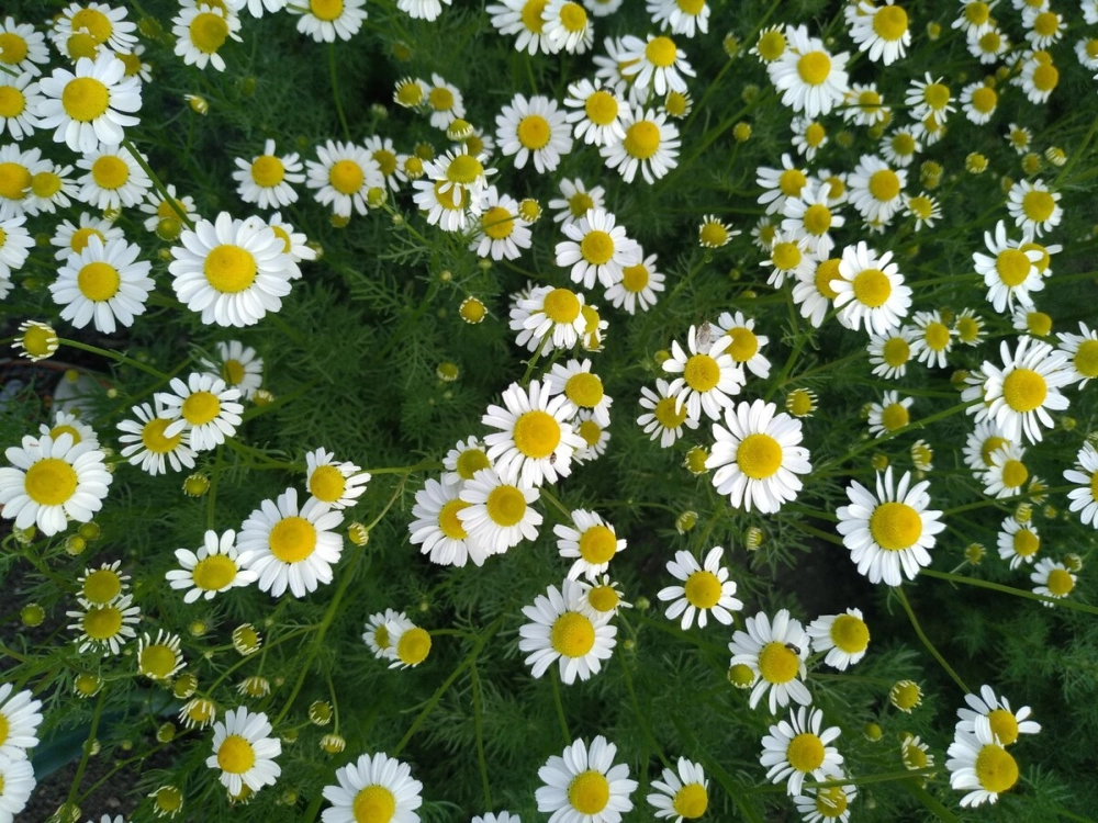 Hoa cúc họa mi hiếm tạo cảm xúc khó quên trong tim