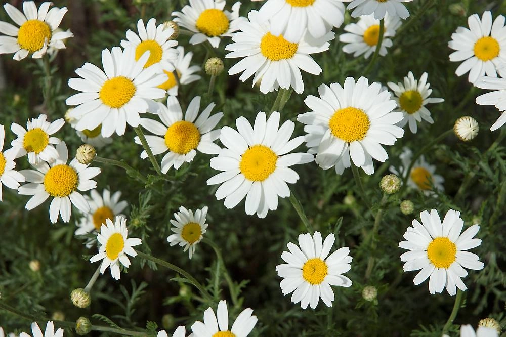 Hoa cúc họa mi lãng mạn như giai điệu dịu dàng