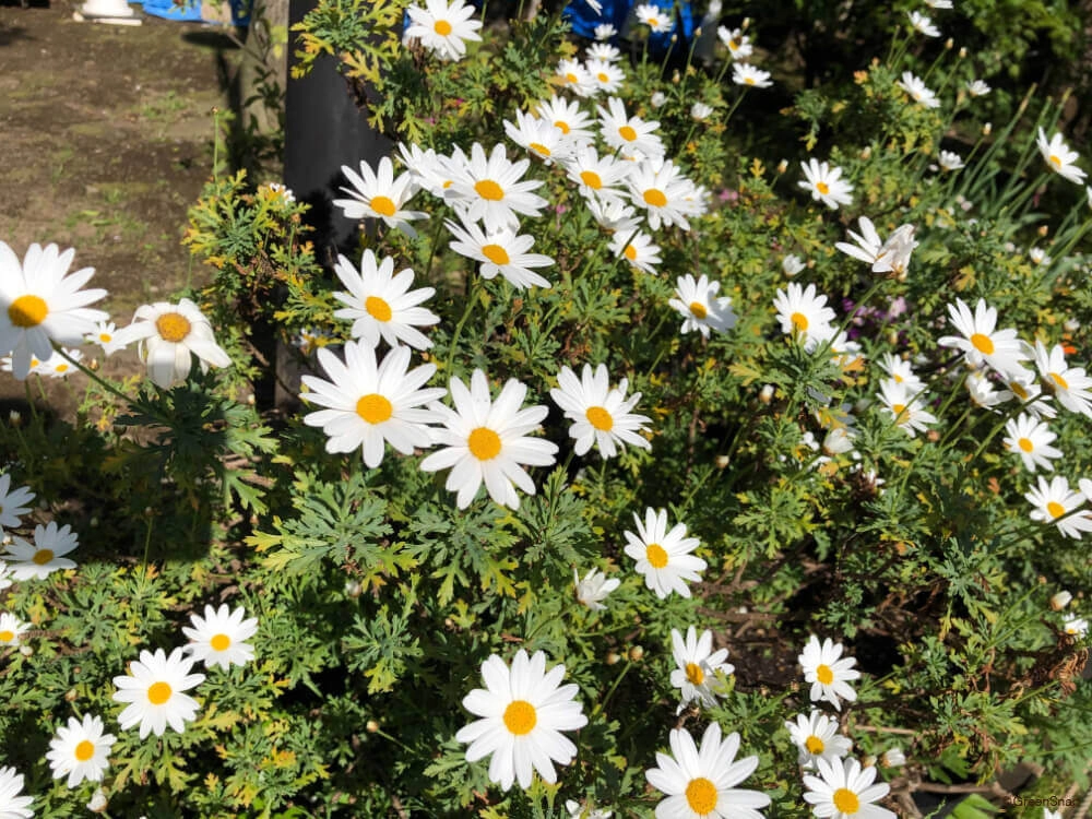 Hoa cúc họa mi độc đáo mang vẻ đẹp riêng biệt