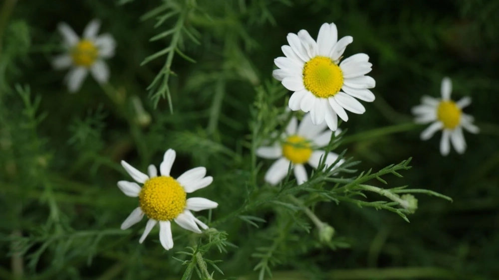 Ý nghĩa hoa cúc họa mi tinh khôi 