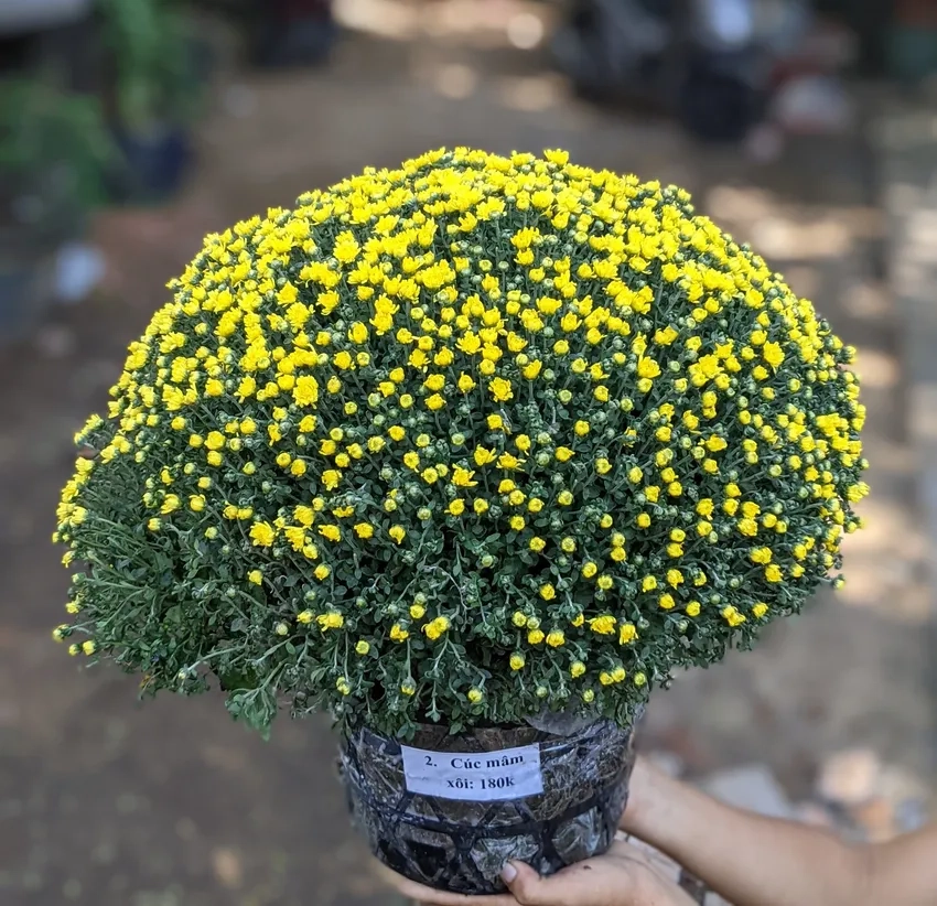 Hoa cúc mâm xôi đẹp nổi bật trong mọi góc chụp