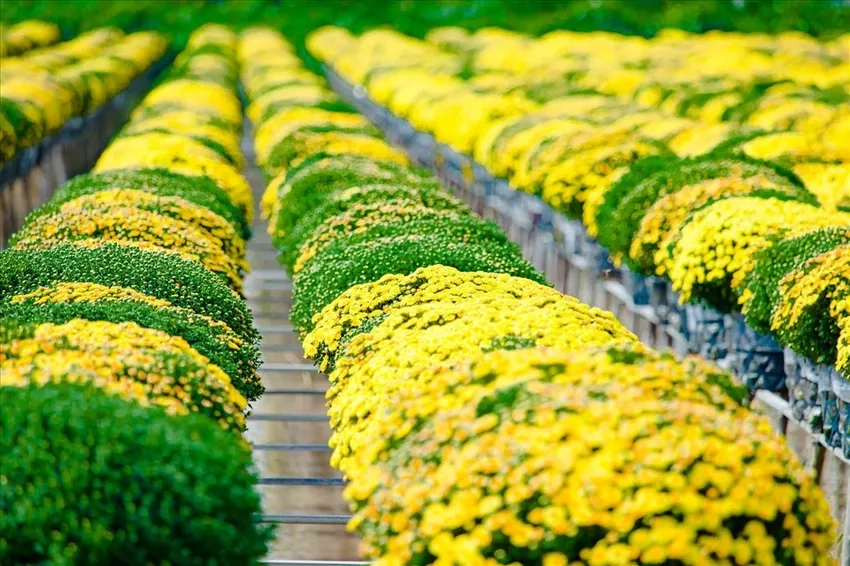Chọn hoa cúc mâm xôi giá rẻ mà vẫn đẹp sang trọng