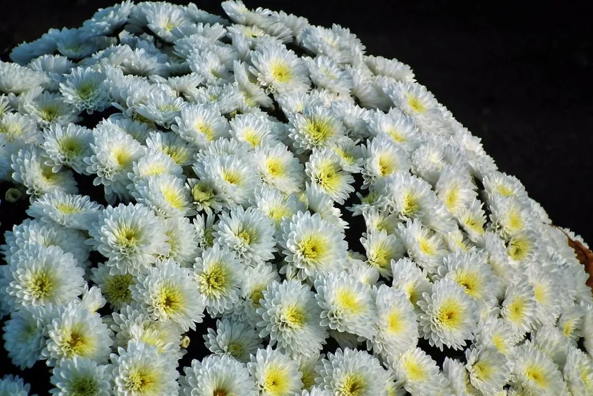 Hoa cúc mâm xôi trang trí nhà thêm sinh động