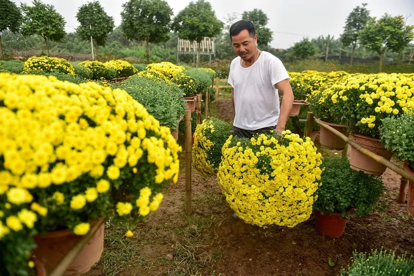 Hoa cúc mâm xôi vàng rực rỡ làm sáng không gian