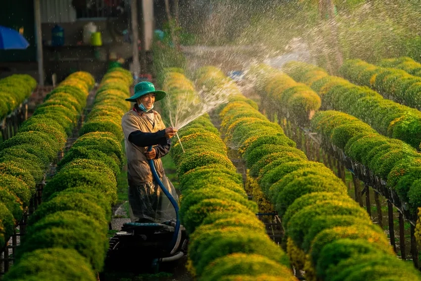 Hoa cúc mâm xôi chưng tết tươi lâu rạng rỡ