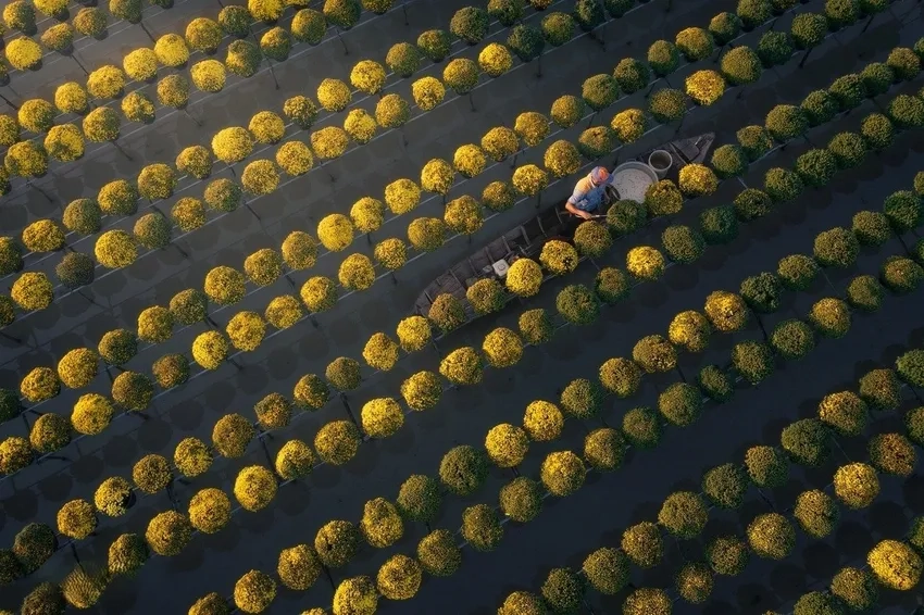 Hoa cúc mâm xôi bonsai tạo điểm nhấn độc đáo