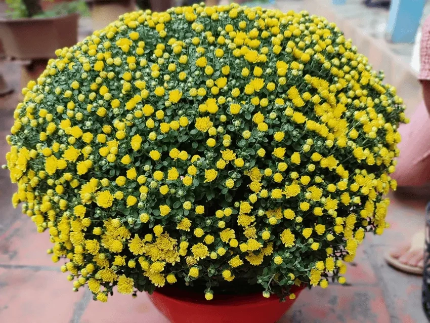 Hoa cúc mâm xôi phong thủy mang may mắn tài lộc